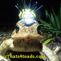 /home//u458753944/public_html/sourcegallery///Roxborough Toad Detour/2013-2019/2018/2018-04-28/P4280019.JPG